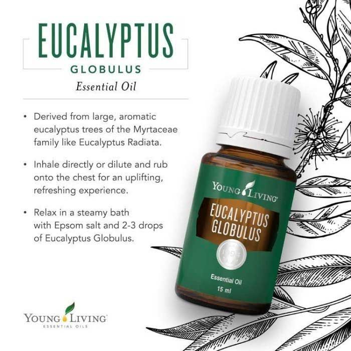 Young Living - Eucalyptus Globulus 15ML - 1