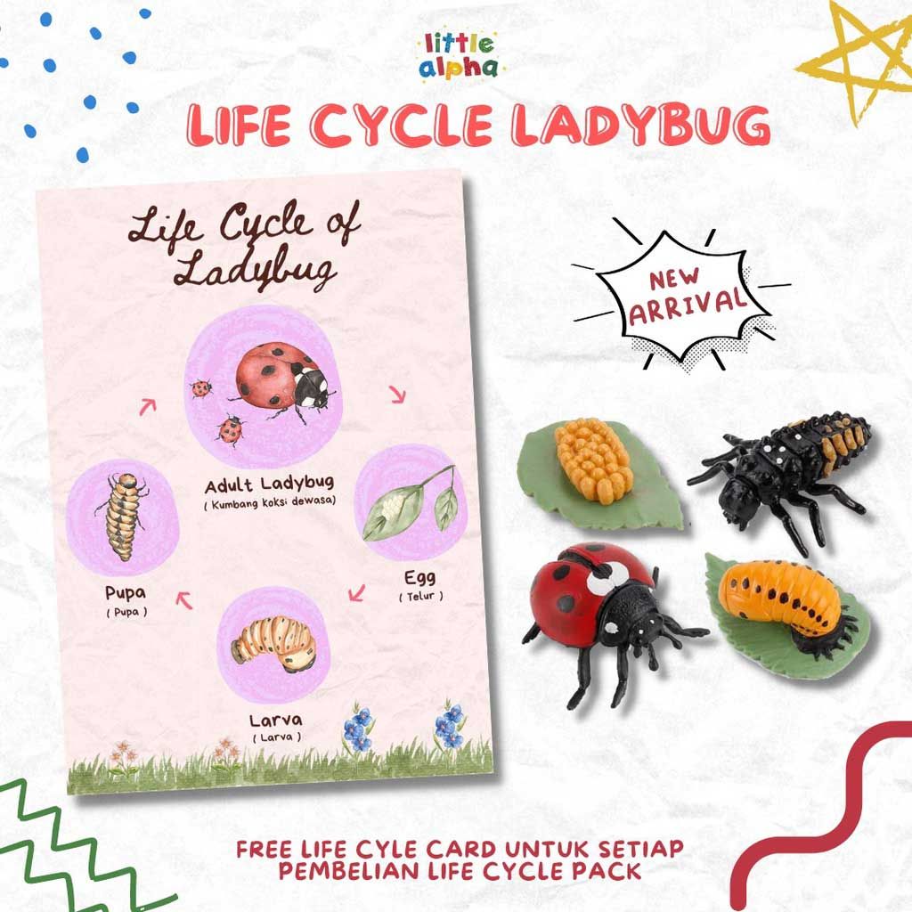 Little Alpha - Animal Life Cycle - Lady Bug - 1