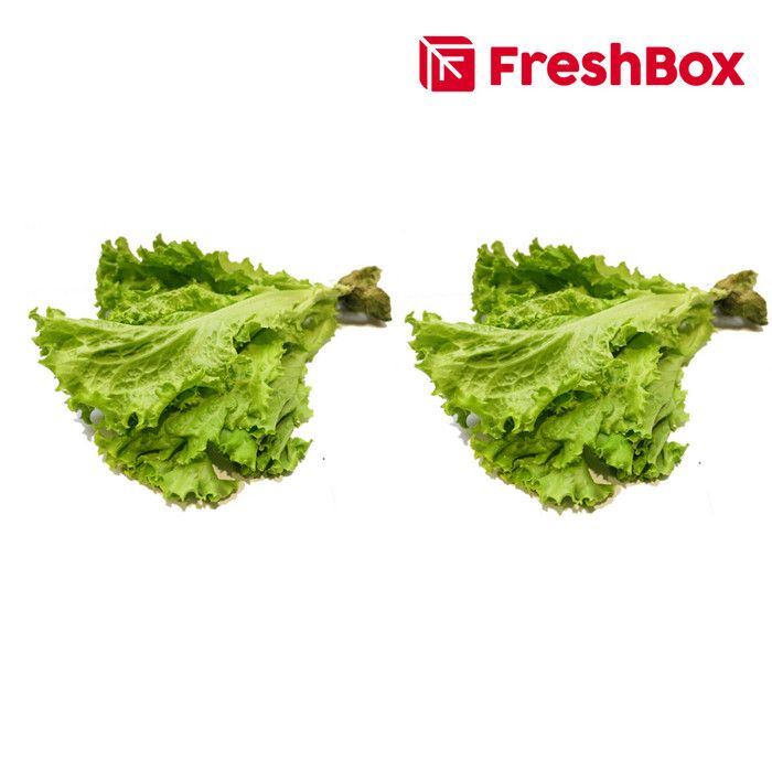 Buy 1 Get 1 - Selada Keriting Hidroponik 250 gr FreshBox - 1