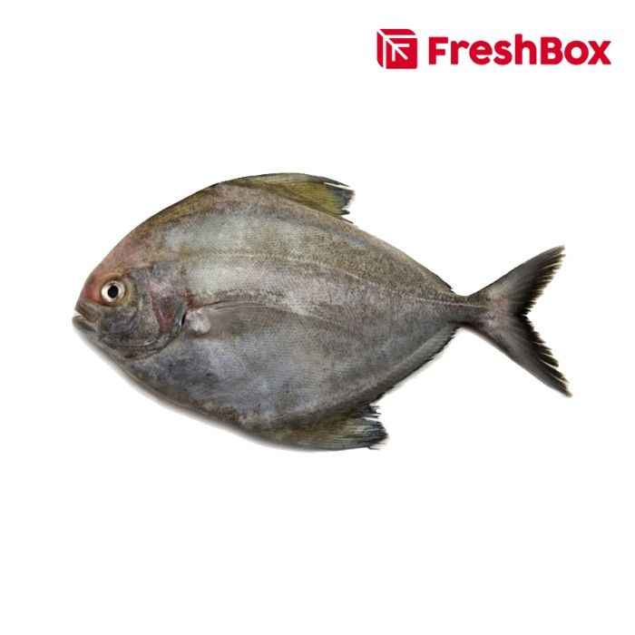 Ikan Bawal Hitam (450-550gr) Freshbox - 1