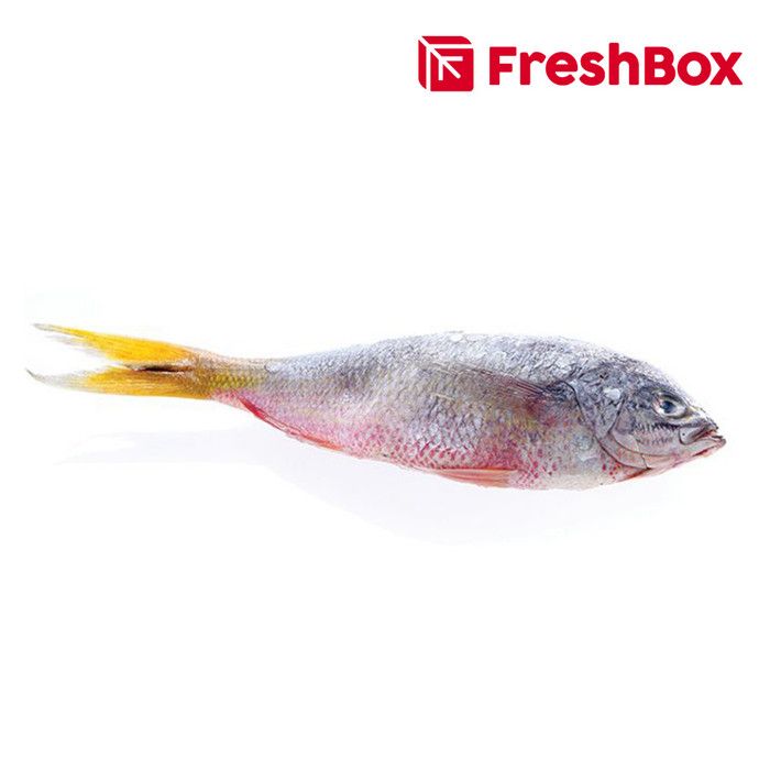 Ikan Ekor Kuning 270 - 330 gram FreshBox - 1