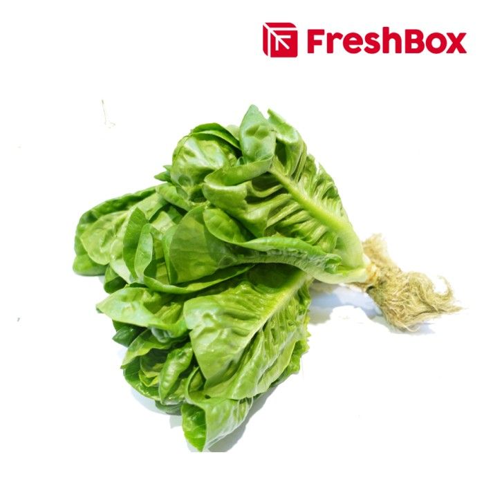 Baby Romaine Hidroponik 250 gr FreshBox - 1